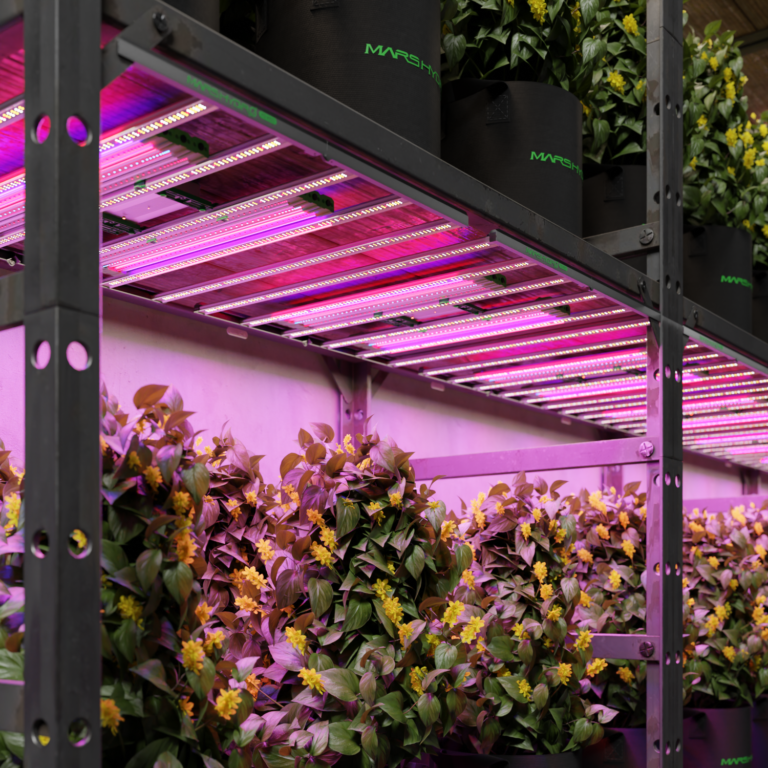 Grow LED für Anfänger