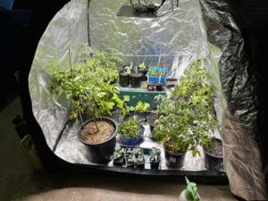 So Richten Sie das Beste Zelt für den Anbau einer Einzelnen Pflanze Ein? Was Kann man mit Einem Grow-Tent Anbauen