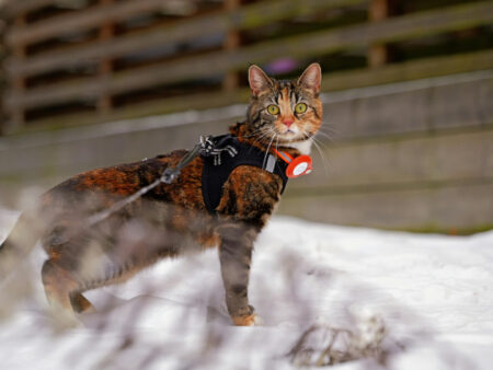 Katzen GPS Tracker ohne Abo