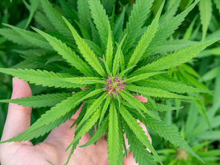 CBD-Samen erfolgreich anbauen: Dein Weg zu hochwertigen Cannabidiol-Blüten CBD-Samen erfolgreich anbauen