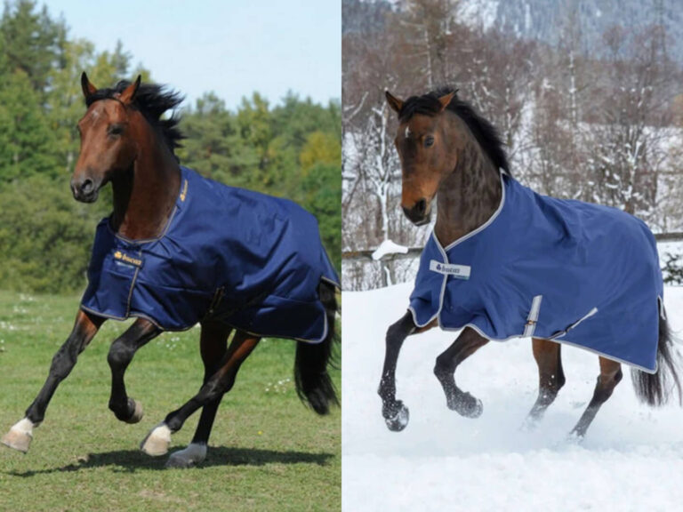 Welche Pferdedecke passt zu deinem Liebling? Pferdedecke